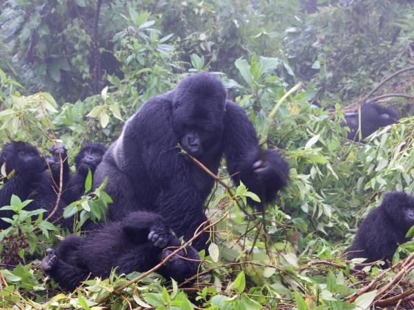 Highlights of Uganda safari vacation