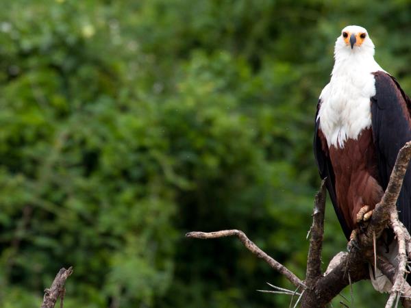 Highlights of Uganda safari vacation