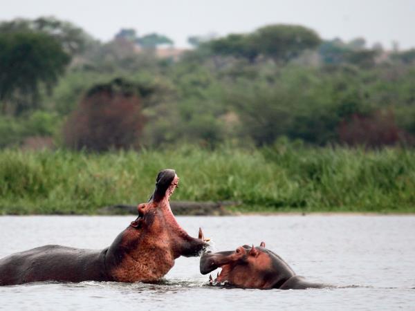 Highlights of Uganda safari vacation