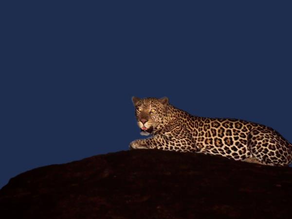 Highlights of Uganda safari vacation