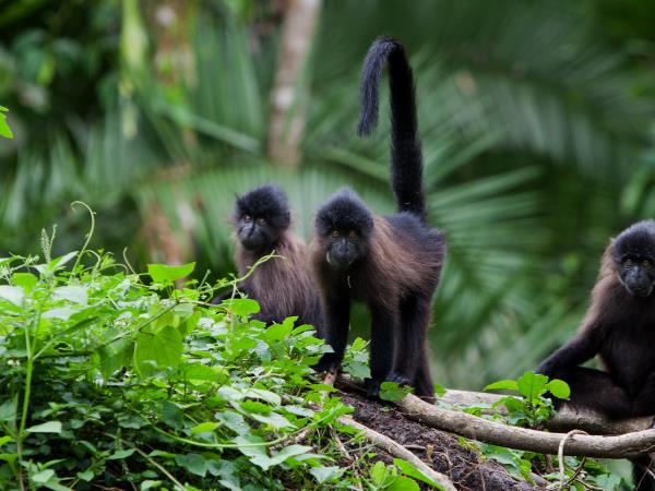 Highlights of Uganda safari vacation
