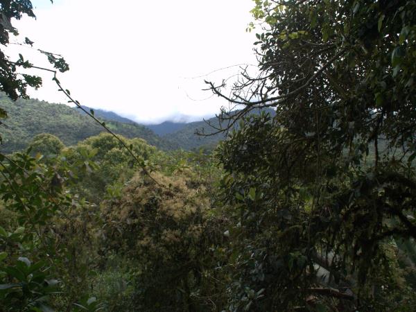 Maquipucuna cloud forest lodge, Ecuador