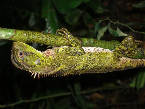 Ecuador ecolodge, Napo Wildlife Centre