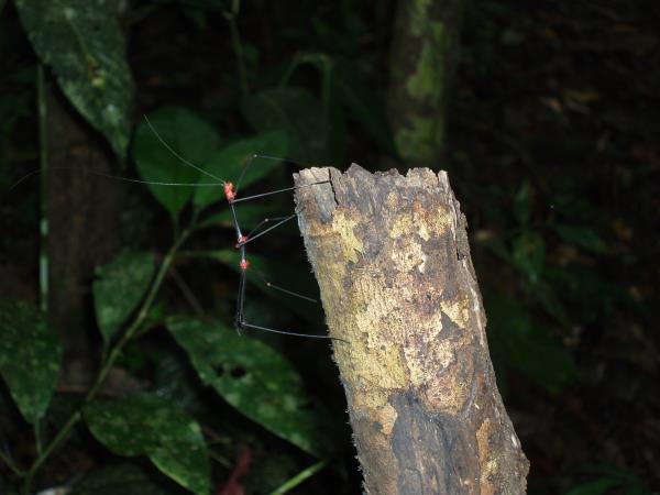 Ecuador ecolodge, Napo Wildlife Centre