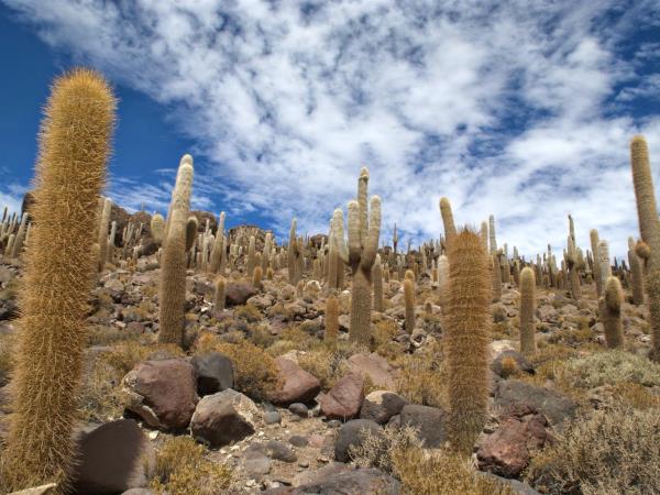Bolivia salt lakes, lagunas & volcanoes vacation