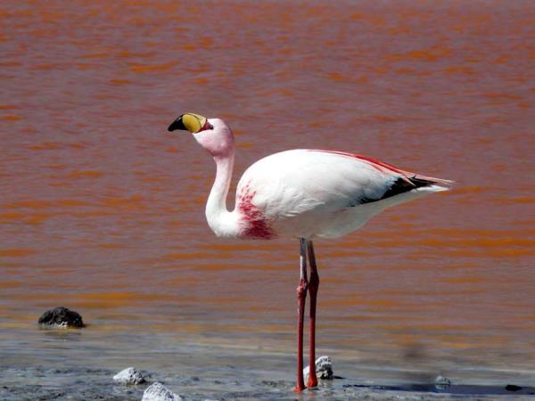 Bolivia salt lakes, lagunas & volcanoes vacation