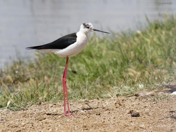 Lesvos birdwatching vacation in Greece