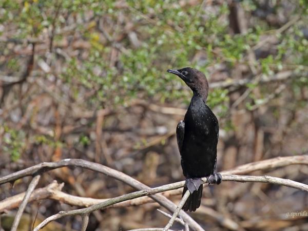 Greece bird watching vacation, Lake Kerkini