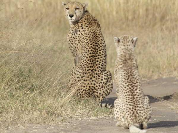 Kenya wildlife camping safari