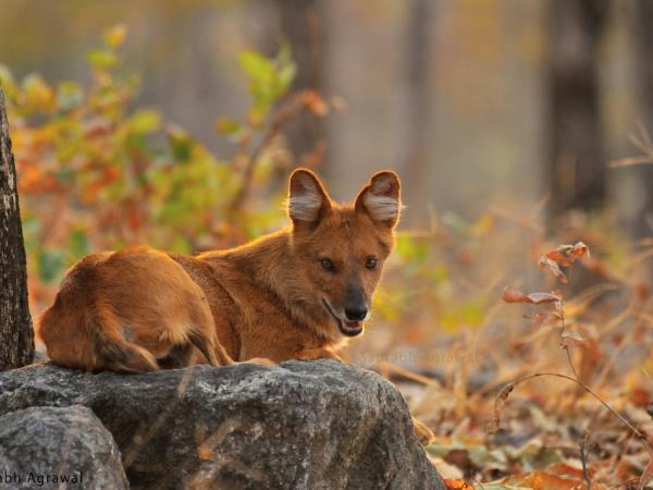 Central India vacation, culture and wildlife