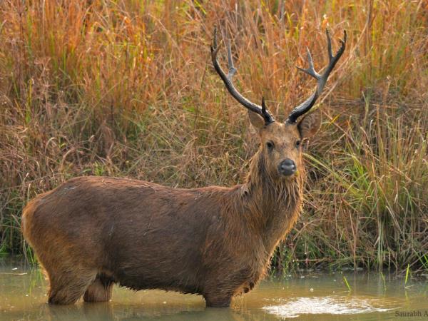 Central India vacation, culture and wildlife