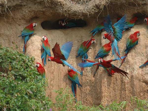 Peru tailor made vacation, Machu Picchu & Tambopata