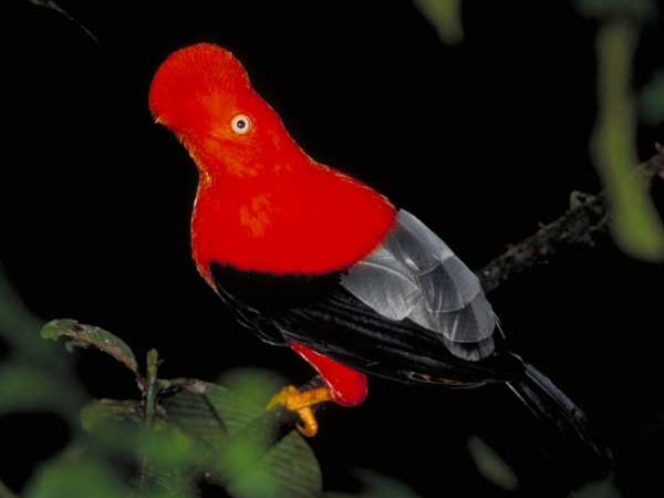 Peru tour, Andes to Amazon