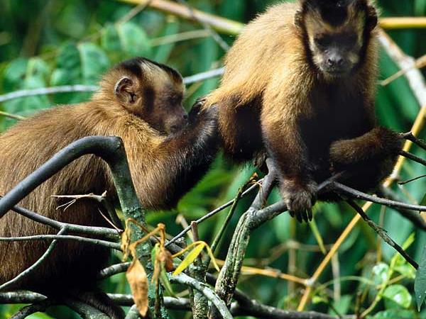 Peru tour, Andes to Amazon