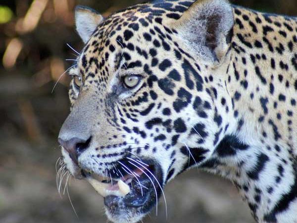 Wildlife vacations in Brazil, tailormade