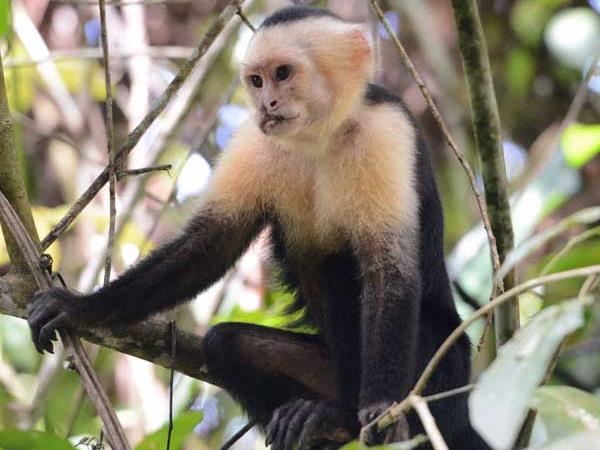 Wildlife vacations in Brazil, tailormade