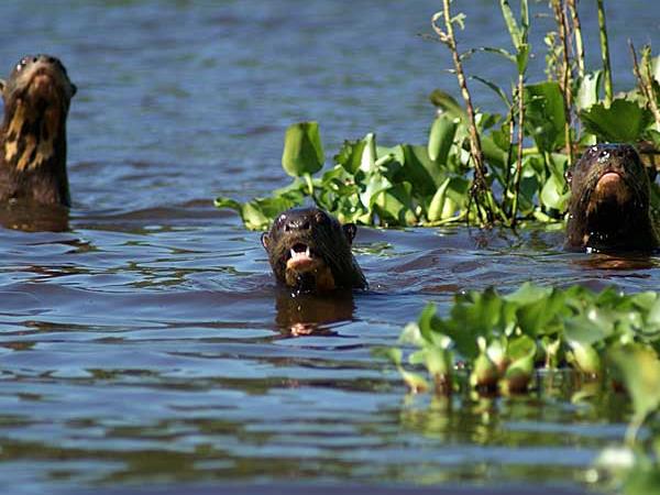 Wildlife vacations in Brazil, tailormade