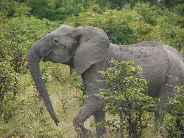 Zambia safari in South Luangwa