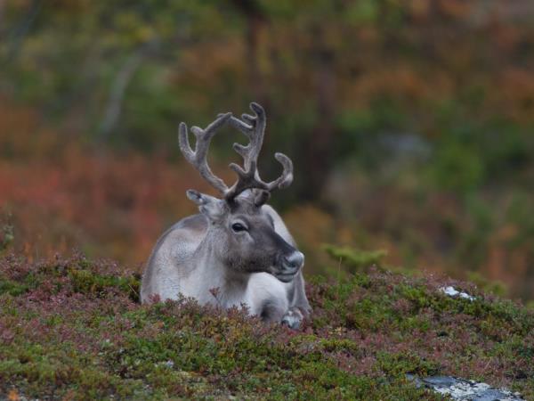 Lapland photography vacation, Fall colours
