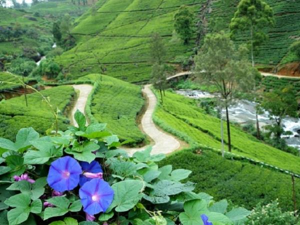 Tailor made classic family vacation to Sri Lanka