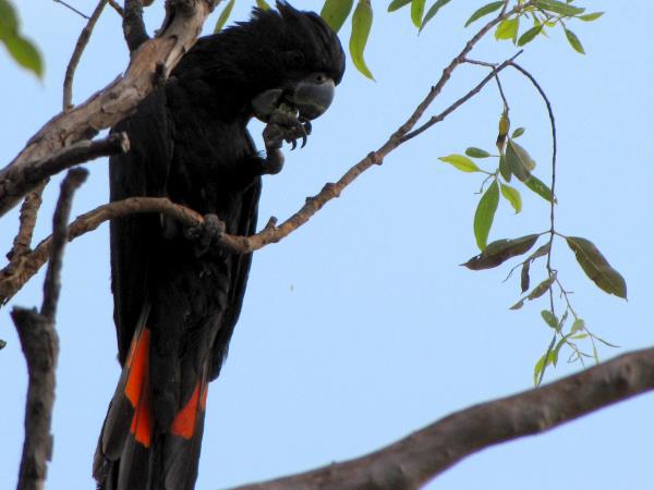 Northern Territory wildlife tour, Australia