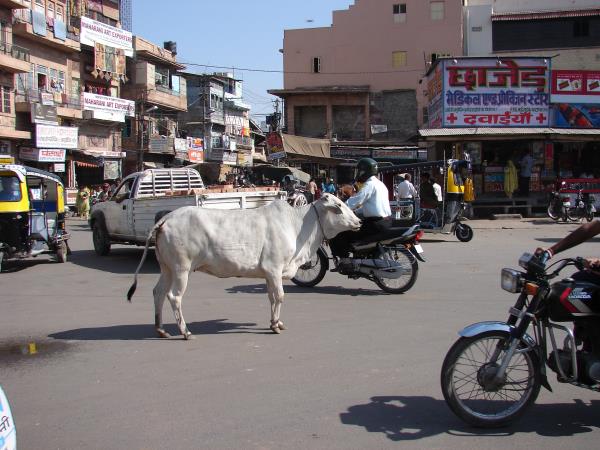 India family vacation