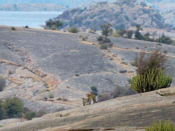 India wildlife and culture tour, Rajasthan