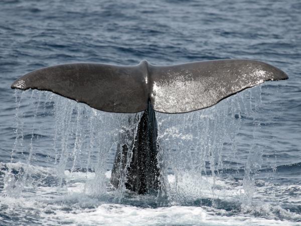 Whale watching in Faial, Azores