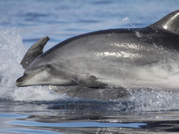 Whale watching in Faial, Azores