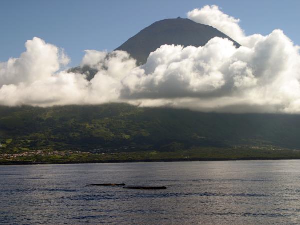Whale watching in Faial, Azores