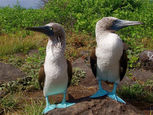Flexible Galapagos Islands tailor made tour