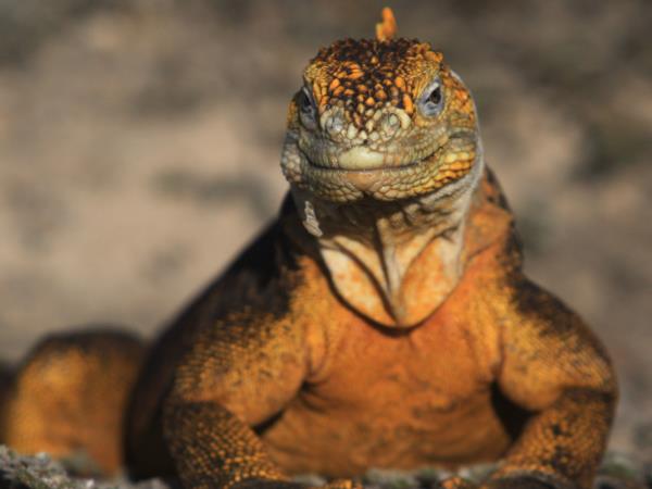 Galapagos Islands adventure tour
