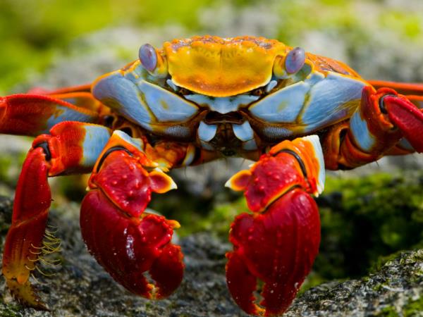 Galapagos Islands adventure tour