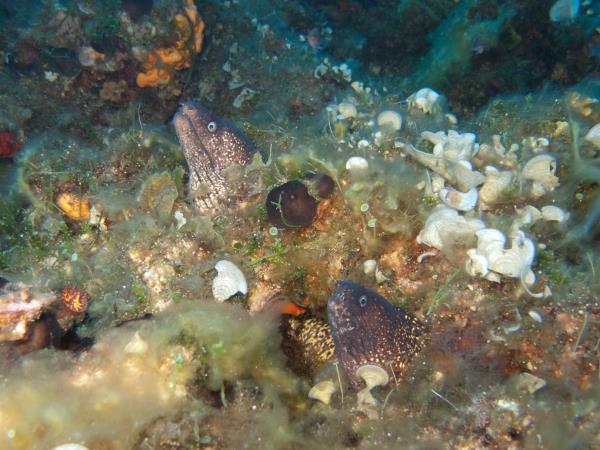 Liveaboard diving and sailing vacation in Greece