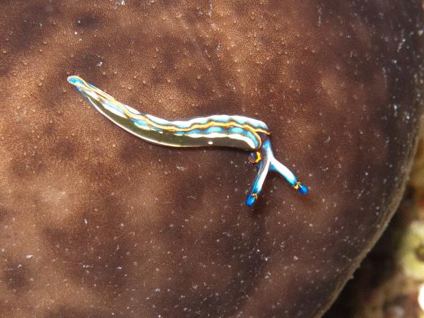 Liveaboard diving and sailing vacation in Greece