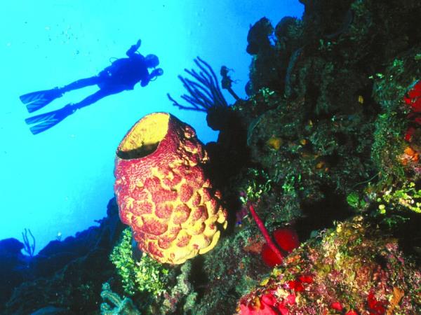 Scuba diving and tour in Cuba