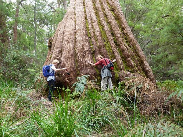 Bibbulmun Track self guided walk in Western Australia