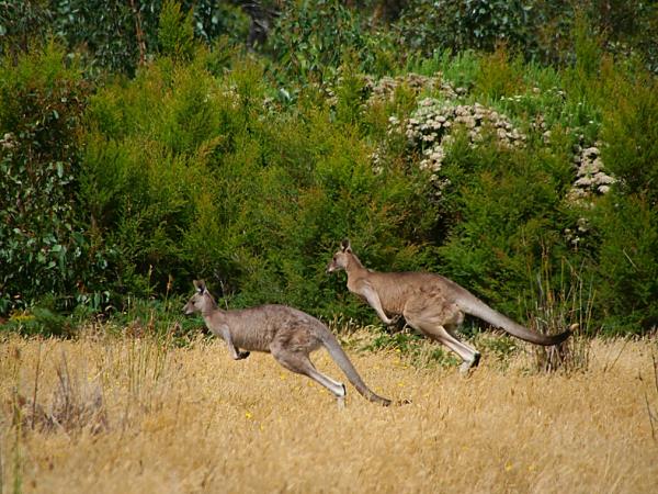 Great Ocean Walk self guided tour, Australia