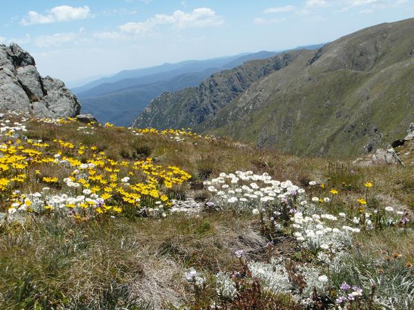 Snowy Mountains walking holiday in NSW, Australia
