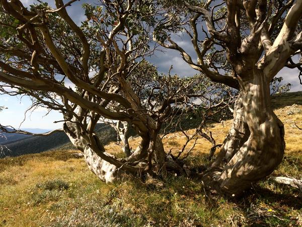 Great Alpine Walk holiday in Victoria, Australia