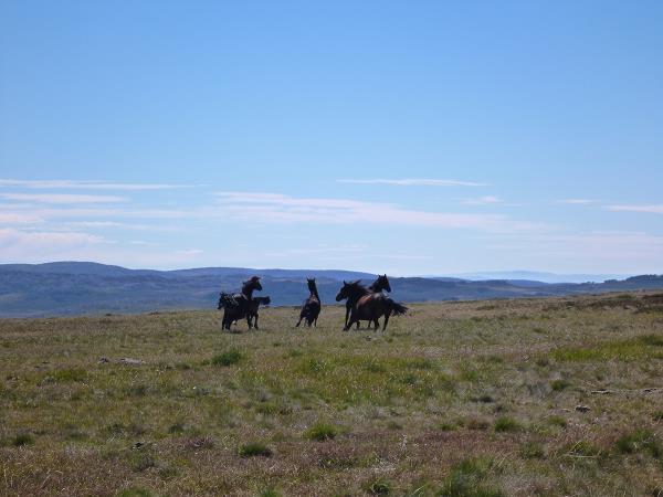Great Alpine Walk holiday in Victoria, Australia
