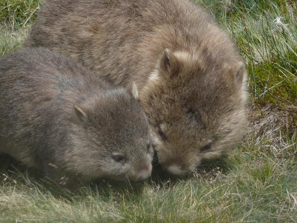 Tasmania wilderness walking vacation, Australia