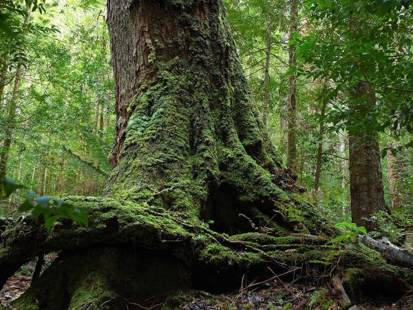Tasmania wilderness walking vacation, Australia
