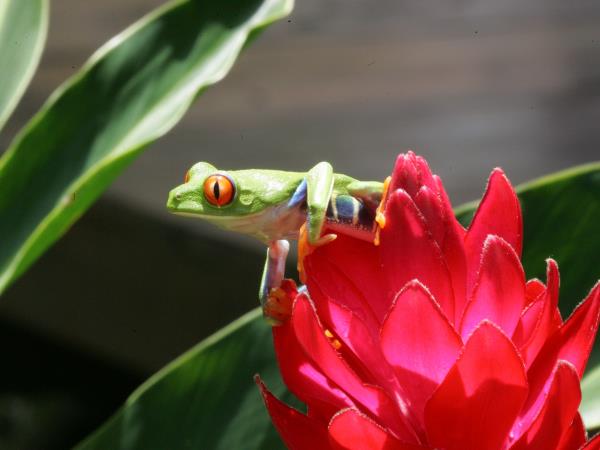 Costa Rica tailor made vacation, vistas and volcanoes