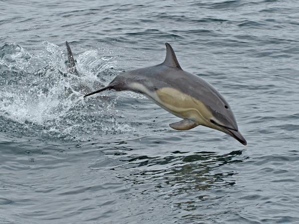 Isle of Mull and west coast of Scotland cruise