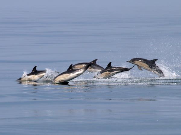 Isle of Mull wildlife cruise in Scotland