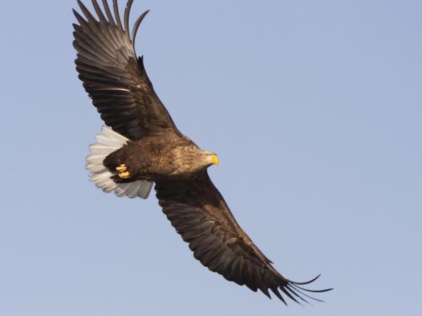 Isle of Mull wildlife cruise in Scotland