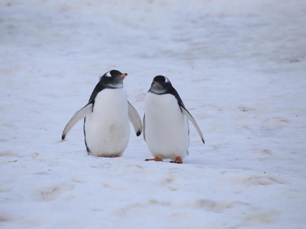 Antarctic Peninsula Cruises