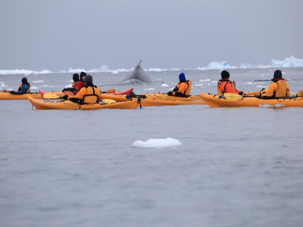 Antarctic Peninsula Cruises