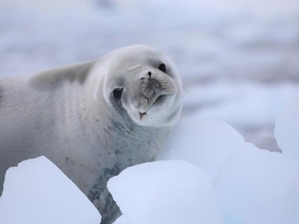 Antarctic Peninsula Cruises